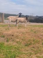 Dorper, Vrouwelijk, Schaap, 0 tot 2 jaar