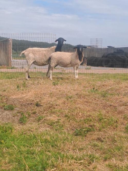 Dorper, Dieren en Toebehoren, Schapen, Geiten en Varkens, Schaap, Vrouwelijk, 0 tot 2 jaar