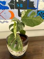 Monstera variegata, Ophalen