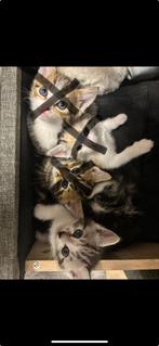Prachtige kitten, Dieren en Toebehoren, Katten en Kittens | Raskatten | Korthaar, Poes, Met stamboom, 0 tot 2 jaar