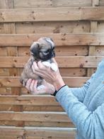 Shih tzu pups, België, Overige rassen, CDV (hondenziekte), 8 tot 15 weken