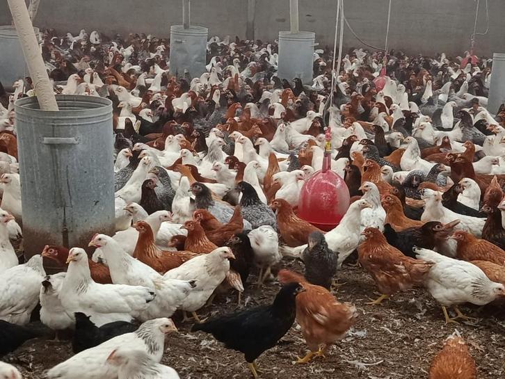 jonge legkippen te reserveren, Dieren en Toebehoren, Pluimvee