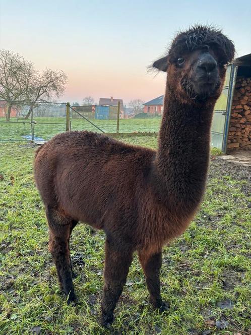 Mooie alpaca hengst 2,5 jaar oud, Dieren en Toebehoren, Overige Dieren