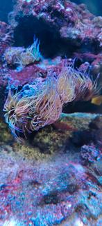 Wasroos anemonen, Dieren en Toebehoren, Ophalen