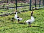 Vlaamse ganzen 2 stuks, Dieren en Toebehoren, Pluimvee