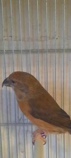 Grote kruisbekken, Dieren en Toebehoren