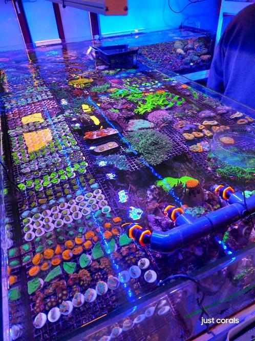 Koralenstekken, Dieren en Toebehoren, Vissen | Aquaria en Toebehoren, Ophalen