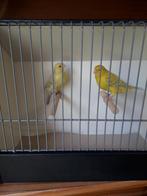 kanaries, Dieren en Toebehoren