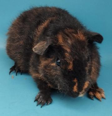 Jonge US Teddy cavia, Dieren en Toebehoren, Knaagdieren, Mannelijk, Cavia