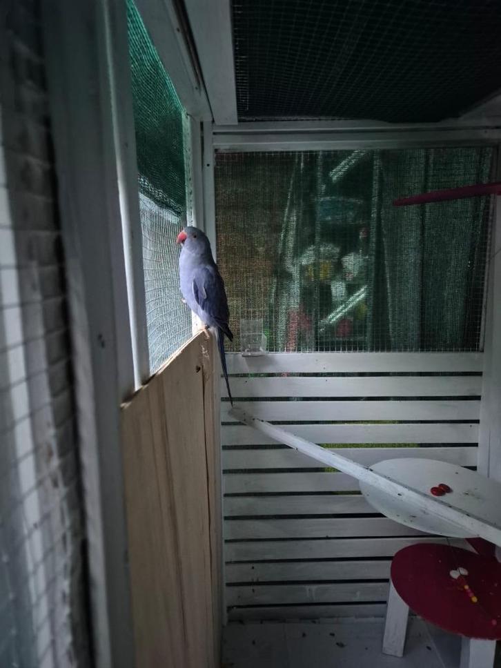 Koppel blauwe halsbandparkieten, Dieren en Toebehoren, Vogels | Parkieten en Papegaaien, Parkiet, Geringd