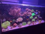 Mooie dikke gorgoonen koraal koralen zeeaquarium, Dieren en Toebehoren, Overige typen, Zoutwatervis
