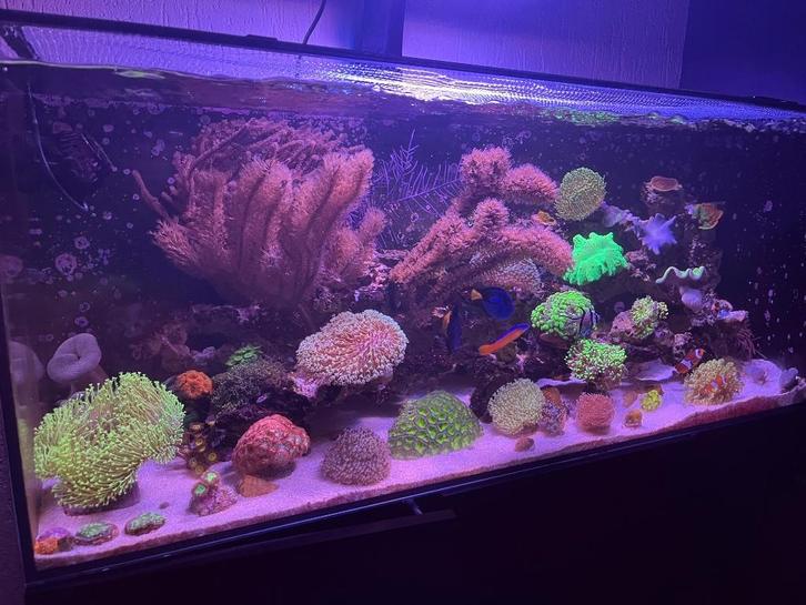 Mooie dikke gorgoonen koraal koralen zeeaquarium, Dieren en Toebehoren, Vissen | Aquariumvissen, Zoutwatervis, Overige typen