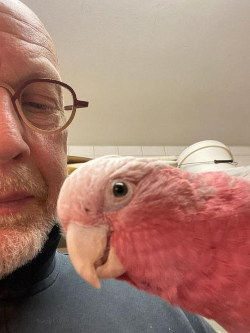 Jonge kaketoe van 2024 zeer tam, Dieren en Toebehoren, Vogels | Parkieten en Papegaaien, Tam, Geringd