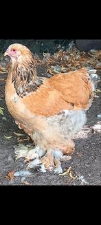 Brahma buff hen gekruist van begin februari, Dieren en Toebehoren
