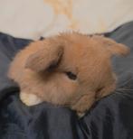 Bélier Minilop, Mâle, Nain, Oreilles tombantes, 0 à 2 ans