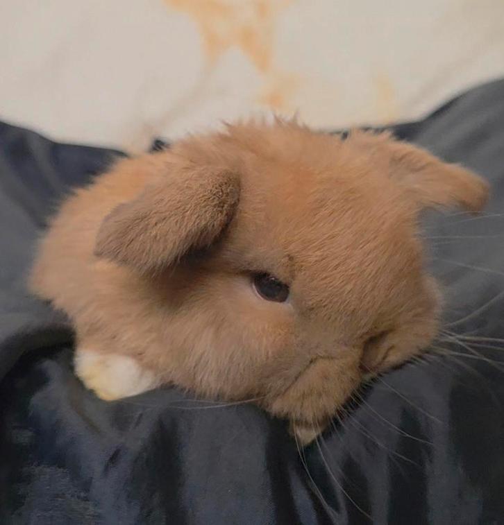 Minilop rammetje, Dieren en Toebehoren, Konijnen, Dwerg, Mannelijk, 0 tot 2 jaar, Hangoor