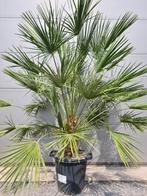 Palmboom Chamaerops Humilis - Europese dwergpalm, Jardin & Terrasse, Plantes | Jardin, Enlèvement