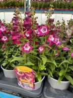 Penstemon Hartwegii Violet P17, Tuin en Terras, Ophalen, Zomer, Vaste plant