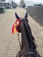 E -pony,paard, Dieren en Toebehoren, Ophalen, Zo goed als nieuw, Springen