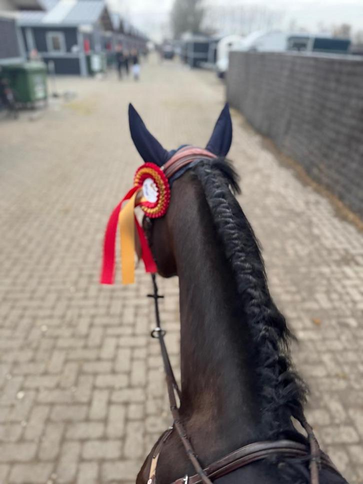 E -pony,paard, Dieren en Toebehoren, Paarden en Pony's | Overige Paardenspullen, Zo goed als nieuw, Springen, Ophalen