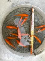 Koi 6 a 9 cm, Dieren en Toebehoren, Vissen | Vijvervissen