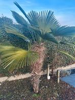 2 palmiers à vendre, Enlèvement