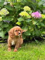 Chiots Cavalier King Charles, 15 semaines à 1 an, Étranger, Parvovirose, Chienne