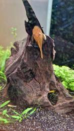 Ancistrus L144 Lemon gele, Dieren en Toebehoren