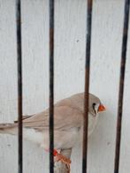 Zebravink Bruin, Femelle, Oiseau tropical, Bagué