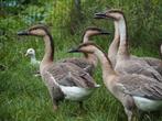 Zwaanganzen ganzen mannetjes, Dieren en Toebehoren, Pluimvee, Mannelijk, Gans of Zwaan