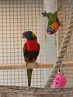 Koppel lori van de blauwe bergen 2025 onverwant met dna, Dieren en Toebehoren, Geringd