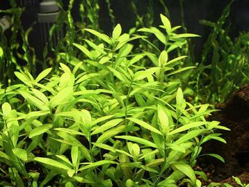 3 soorten aquariumplanten  beschikbaar voor biedingen