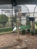 Kweek koppels jufferkraanvogels, Dieren en Toebehoren, Vogels | Overige Vogels, Geringd