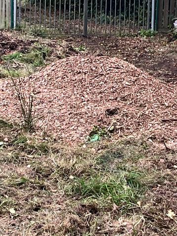 Brandhout gratis beschikbaar voor biedingen