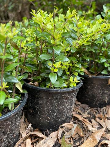 Lonicera plantjes 15 voor SLECHTS 12€ !!!! beschikbaar voor biedingen