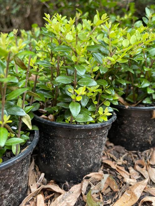 Lonicera plantjes 15 voor SLECHTS 12€ !!!!, Tuin en Terras, Planten | Struiken en Hagen, Haag, Buxus, Ophalen