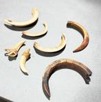 7 neuspiercings uit verschillende gebieden in PNG, Ophalen of Verzenden