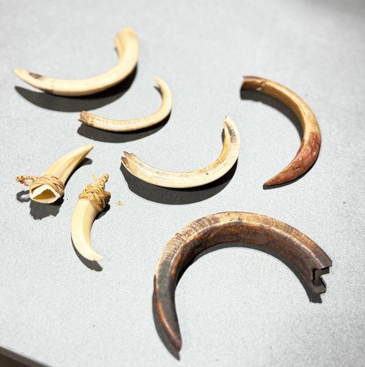 7 piercings nasaux provenant de différentes régions de  PNG, Antiquités & Art, Art | Art non-occidental, Enlèvement ou Envoi