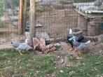 Trio wyandotte kriel, Dieren en Toebehoren, Pluimvee