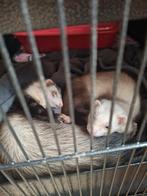 Tamme fretten, Mâle, Furet, Domestique, Mai