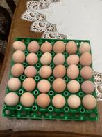 Australorp, Dieren en Toebehoren, Pluimvee, Kip