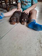 Dwergteckel pups, Parvo, België, 8 tot 15 weken, Dwerg