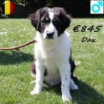 "Dax & Duke" Australische Herder reuen - pups te koop, Dieren en Toebehoren, Honden | Herdershonden en Veedrijvers, België, 15 weken tot 1 jaar