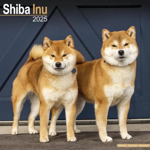 Calendrier Shiba Inu 2025, Divers, Calendriers, Neuf, Calendrier annuel, Enlèvement ou Envoi