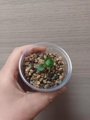 Anthurium papillilaminum x beschikbaar voor biedingen