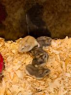 Russische dwerghamsters, Dieren en Toebehoren, Knaagdieren, September, Meerdere dieren, Hamster