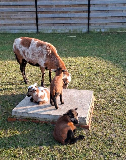 Kameroen Schaap, Dieren en Toebehoren, Schapen, Geiten en Varkens, Schaap, Meerdere dieren, 0 tot 2 jaar