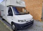 Paardencamionette voor 2 paarden, Auto's, Bestelwagens en Lichte vracht, Citroën, Wit, Particulier, 2 deurs