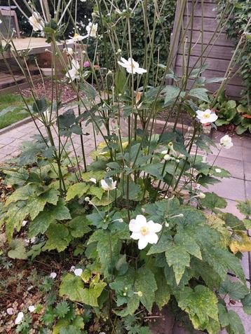 Grote planten.witte anemonen beschikbaar voor biedingen