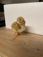 Kuikens te koop 10€/stuk, Dieren en Toebehoren, Geslacht onbekend